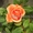 Саженцы роз напрямую из питомника - Изображение #3, Объявление #1708642