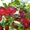 Плодовые крупномеры по низкой цене в Подмосковье  - Изображение #5, Объявление #1708082
