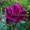 Саженцы роз напрямую из питомника - Изображение #6, Объявление #1708642