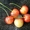 Плодовые крупномеры по низкой цене в Подмосковье  - Изображение #7, Объявление #1708082