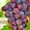 Саженцы винограда в горшках и с землей - Изображение #4, Объявление #1709885