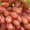 Саженцы винограда в горшках и с землей - Изображение #2, Объявление #1709885
