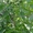 Крупномеры и саженцев деревьев грецкого ореха - Изображение #2, Объявление #1710375