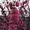 Саженцы декоративного миндаля из питомника Арбор - Изображение #4, Объявление #1712694