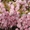 Саженцы декоративного миндаля из питомника Арбор - Изображение #3, Объявление #1712694