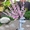 Саженцы декоративного миндаля из питомника Арбор - Изображение #2, Объявление #1712694