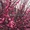 Саженцы декоративного миндаля из питомника Арбор - Изображение #1, Объявление #1712694