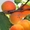 Саженцы абрикоса в Москве и Подмосковье - Изображение #1, Объявление #1716527