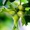 Саженцы фундука из питомника растений Арбор - Изображение #4, Объявление #1715568