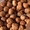 Саженцы фундука из питомника растений Арбор - Изображение #1, Объявление #1715568