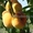 Саженцы персиков из питомника в Подмосковье - Изображение #2, Объявление #1717387