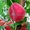 Саженцы персиков из питомника в Подмосковье - Изображение #4, Объявление #1717387