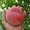 Саженцы персиков из питомника в Подмосковье - Изображение #5, Объявление #1717387