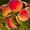 Саженцы персиков из питомника в Подмосковье - Изображение #6, Объявление #1717387