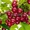 Саженцы вишни из питомника в Москве и Подмосковье - Изображение #1, Объявление #1716744