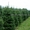 Новогодние елки, датские пихты срезанные и в горшках - Изображение #2, Объявление #1718590