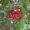 Саженцы боярышника купить в питомнике в Подмосковье - Изображение #3, Объявление #1718139