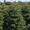 Новогодние елки, датские пихты срезанные и в горшках - Изображение #3, Объявление #1718590