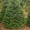 Новогодние елки, датские пихты срезанные и в горшках - Изображение #4, Объявление #1718590