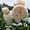 Саженцы роз в интернет магазине для весны 2022 года - Изображение #5, Объявление #1721635