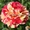 Саженцы роз в интернет магазине для весны 2022 года - Изображение #3, Объявление #1721635