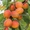 Саженцы плодовых деревьев на весну с доставкой и посадкой - Изображение #3, Объявление #1722551
