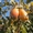 Плодовые деревья из питомника, саженцы крупномеры - Изображение #2, Объявление #1723535
