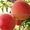 Плодовые деревья из питомника, саженцы крупномеры - Изображение #3, Объявление #1723535