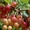 Плодовые деревья из питомника, саженцы крупномеры - Изображение #5, Объявление #1723535