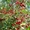 Плодовые деревья из питомника, саженцы крупномеры - Изображение #7, Объявление #1723535