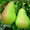Саженцы яблони и других плодовых деревьев из питомника растений - Изображение #1, Объявление #1723330