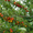 Питомник растений предлагает саженцы ЗКС с доставкой и посадкой  - Изображение #6, Объявление #1723432