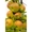 Саженцы яблони и других плодовых деревьев из питомника растений - Изображение #4, Объявление #1723330