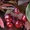 Саженцы яблони купить из питомника с доставкой по Москве и Подмосковье - Изображение #2, Объявление #1723857