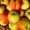 Саженцы яблони купить из питомника с доставкой по Москве и Подмосковье - Изображение #6, Объявление #1723857