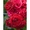  Саженцы роз с доставкой из питомника по Москве и Подмосковье - Изображение #2, Объявление #1723991