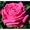  Саженцы роз с доставкой из питомника по Москве и Подмосковье - Изображение #4, Объявление #1723991