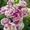  Саженцы роз с доставкой из питомника по Москве и Подмосковье - Изображение #1, Объявление #1723991