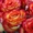 Саженцы роз из питомника с доставкой по Москве, розы в горшках - Изображение #9, Объявление #1724052