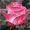 Саженцы роз из питомника с доставкой по Москве, розы в горшках - Изображение #10, Объявление #1724052