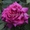 Саженцы роз из питомника с доставкой по Москве,  розы в горшках #1724052