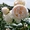 Саженцы роз из питомника с доставкой по Москве, розы в горшках - Изображение #3, Объявление #1724052
