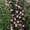 Саженцы роз из питомника с доставкой по Москве, розы в горшках - Изображение #6, Объявление #1724052