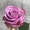 Саженцы роз из питомника с доставкой по Москве, розы в горшках - Изображение #8, Объявление #1724052