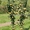 Колоновидные деревья из питомника,  саженцы колоновидных деревьев с доставкой #1723649