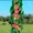 Колоновидные деревья из питомника, саженцы колоновидных деревьев с доставкой - Изображение #2, Объявление #1723649