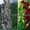 Колоновидные деревья из питомника, саженцы колоновидных деревьев с доставкой - Изображение #9, Объявление #1723649