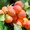 Саженцы абрикосов из питомника с доставкой,  каталог с низкими ценами в интернет  #1724670