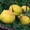 Саженцы абрикосов из питомника с доставкой, каталог с низкими ценами в интернет  - Изображение #2, Объявление #1724670