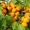 Саженцы абрикосов из питомника с доставкой, каталог с низкими ценами в интернет  - Изображение #4, Объявление #1724670